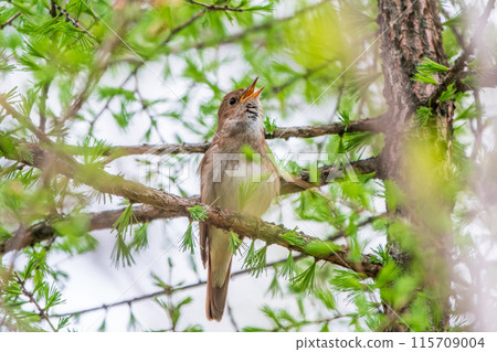 Thrush Nightingale, Luscinia luscinia. A bird sits on a tree branch and sings Thrush Nightingale, Luscinia luscinia. A bird sits on a tree branch and sings 115709004