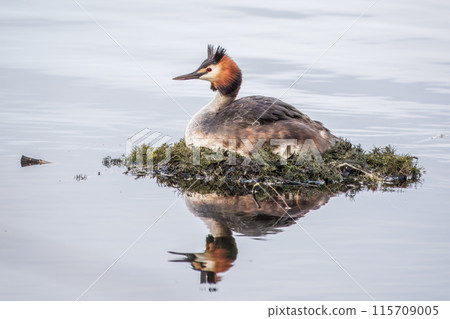 Great Crested Grebe, Podiceps cristatus, water bird sitting on the nest, nesting time on the green lake 115709005