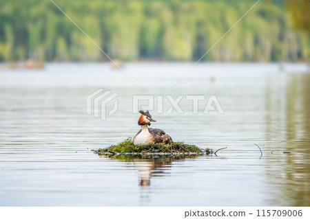 Great Crested Grebe, Podiceps cristatus, water bird sitting on the nest, nesting time on the green lake Great Crested Grebe, Podiceps cristatus, water bird sitting on the nest, nesting time on the green lake 115709006