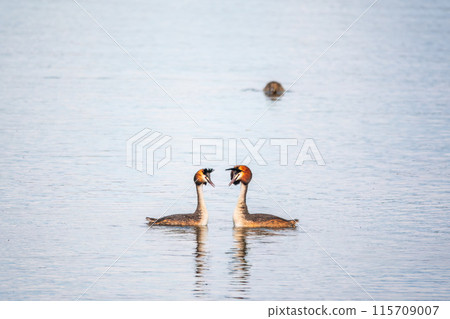Mating games of two water birds Great Crested Grebes. Two waterfowl birds Great Crested Grebes swim in the lake Mating games of two water birds Great Crested Grebes. Two waterfowl birds Great Crested Grebes swim in the lake 115709007
