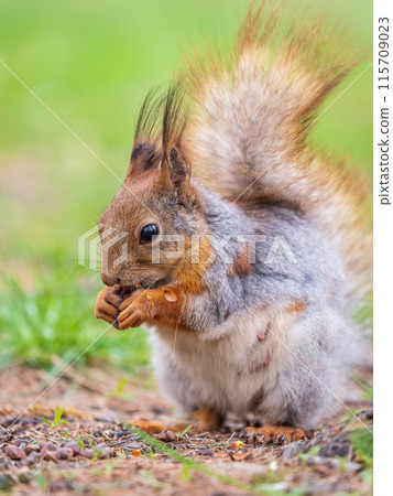 Squirrel eats a nut while sitting in green grass. Eurasian red squirrel, Sciurus vulgaris 115709023