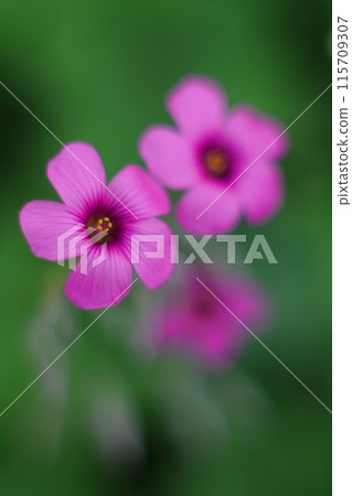 深粉紅酢漿草花 深粉紅酢漿草花 115709307
