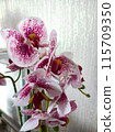 beautiful bouquet of pink orchids 115709350