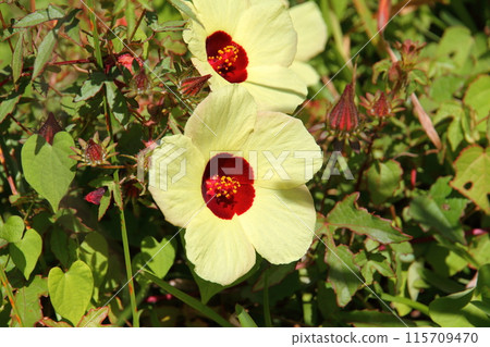 Hibiscus roselle, a flower found in the World Heritage Site of the Cirque de Salazy on the French overseas island of Reunion 115709470