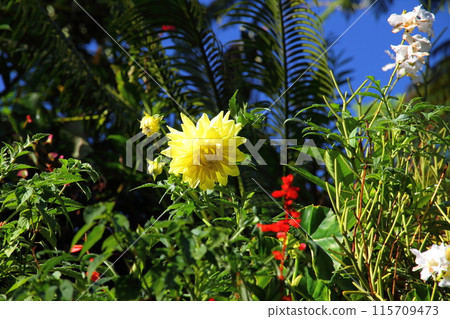 Flowers seen in the World Heritage site of the Cirque de Salazy on the French overseas island of Reunion Flowers seen in the World Heritage site of the Cirque de Salazy on the French overseas island of Reunion 115709473