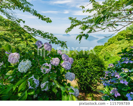 Hydrangeas and the Seto Inland Sea, rainy season, Mount Shiude, Kagawa Prefecture Hydrangeas and the Seto Inland Sea, rainy season, Mount Shiude, Kagawa Prefecture 115709789