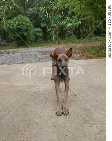 Thai Ridgeback dog standing on concrete ground in the park Thai Ridgeback dog standing on concrete ground in the park 115709898