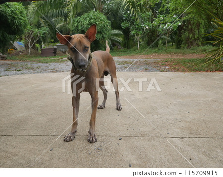 Portrait of cute Thai Ridgeback dog standing on concrete floor in the park 115709915