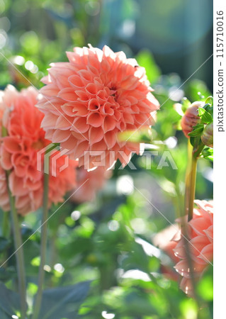 大麗花 大麗花 115710016