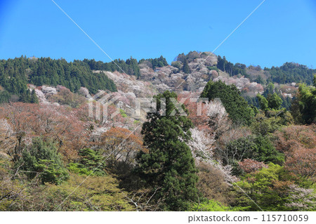 Yoshino Hitome Senbonzakura Yoshimizu Shrine, Nara Prefecture 115710059