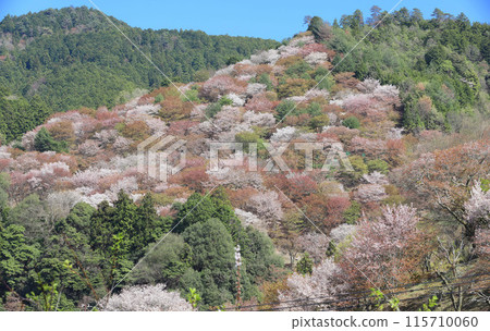 Yoshino Hitome Senbonzakura Yoshimizu Shrine, Nara Prefecture 115710060