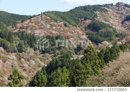 Yoshino Hitome Senbonzakura Yoshimizu Shrine, Nara Prefecture 115710063