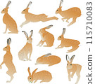Vector illustration of a European hare in 10 different poses 115710083