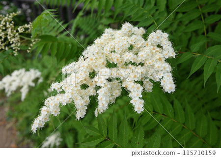 純白美麗的羅文 115710159