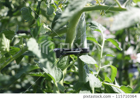 使用吸引力夾種植櫻桃番茄 115710364