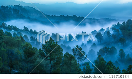 清晨的陽光下，松樹林被霧氣覆蓋 115710384