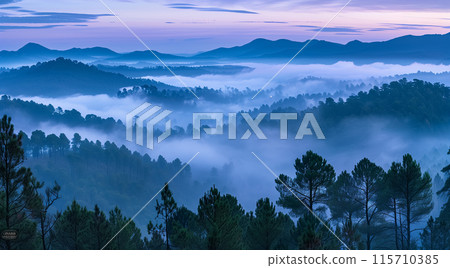 清晨的陽光下，松樹林被霧氣覆蓋 115710385