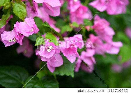 玫瑰花 玫瑰花 115710485