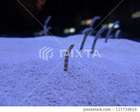生物 生物 115710614