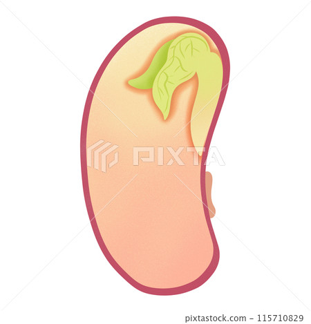Germinated Bean Illustration by hand drawn Germinated Bean Illustration by hand drawn 115710829