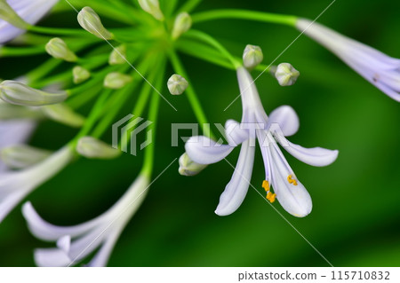 百子花 115710832