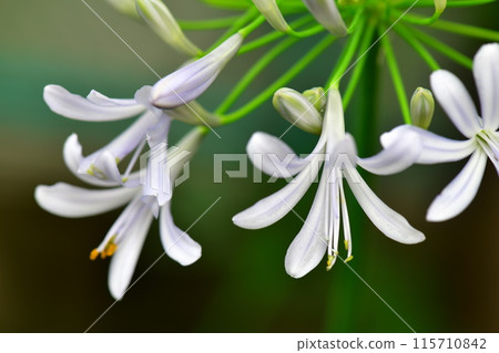 百子花 百子花 115710842