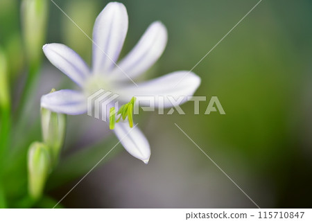 百子花 115710847