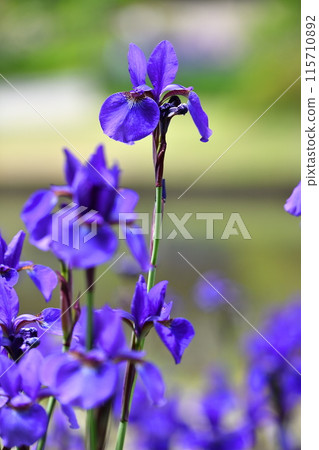 Iris Iris 115710892