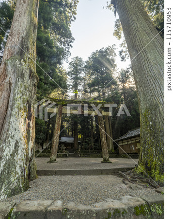 室生龍軒神社和清晨的神樹 115710953