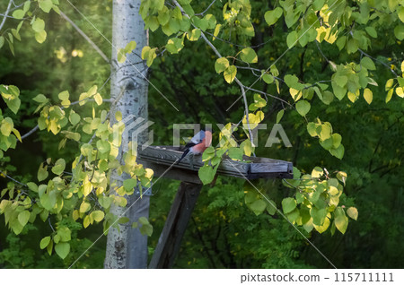 Bullfinch (Latin: Pyrrhula pyrrhula) is a songbird on a bird feeder in the forest. Photo project "Birds of Eastern Siberia" Bullfinch (Latin: Pyrrhula pyrrhula) is a songbird on a bird feeder in the forest. Photo project "Birds of Eastern Siberia" 115711111