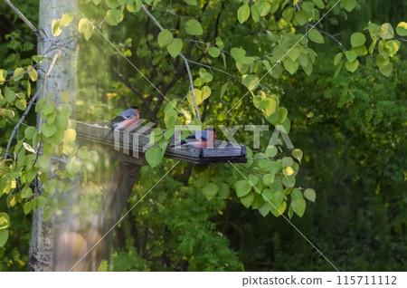 Bullfinch (Latin: Pyrrhula pyrrhula) is a songbird on a bird feeder in the forest. Photo project "Birds of Eastern Siberia" Bullfinch (Latin: Pyrrhula pyrrhula) is a songbird on a bird feeder in the forest. Photo project "Birds of Eastern Siberia" 115711112