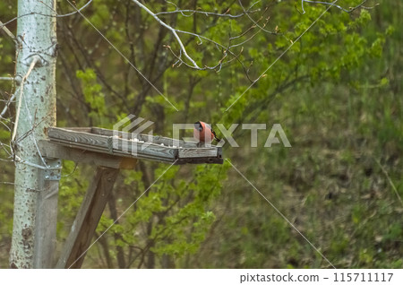 Bullfinch (Latin: Pyrrhula pyrrhula) is a songbird on a bird feeder in the forest. Photo project "Birds of Eastern Siberia" 115711117