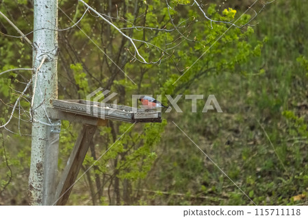 Bullfinch (Latin: Pyrrhula pyrrhula) is a songbird on a bird feeder in the forest. Photo project "Birds of Eastern Siberia" 115711118