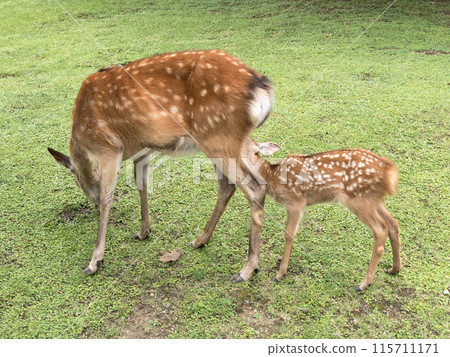 奈良公園的鹿家族護理 奈良公園的鹿家族護理 115711171