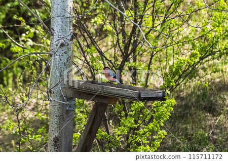 Bullfinch (Latin: Pyrrhula pyrrhula) is a songbird on a bird feeder in the forest. Photo project "Birds of Eastern Siberia" Bullfinch (Latin: Pyrrhula pyrrhula) is a songbird on a bird feeder in the forest. Photo project "Birds of Eastern Siberia" 115711172