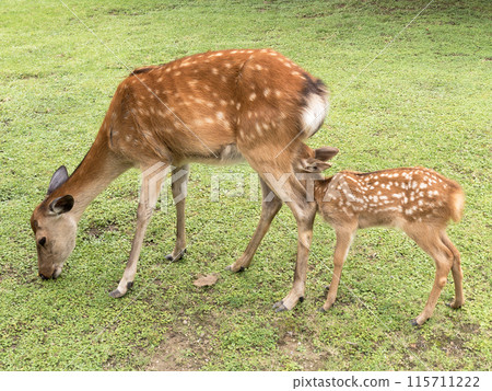 Breastfeeding deer and baby, Nara Park 115711222