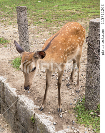 Deer in Nara Park 115711268