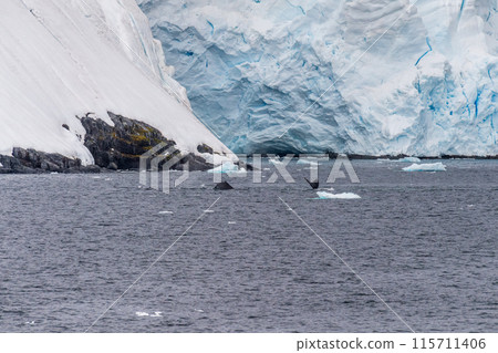 Antarctic landscape with a diving whale Antarctic landscape with a diving whale 115711406