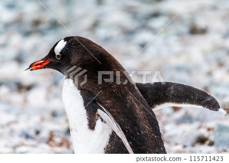 Gentoo Penguin colony on Cuverville island 115711423