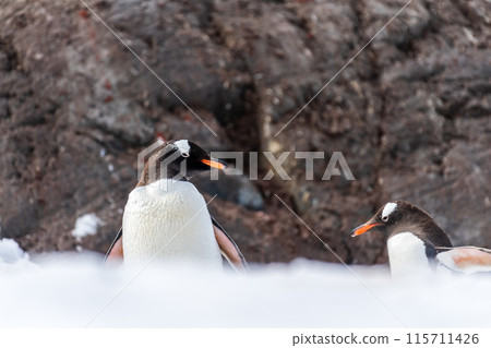 Close-up of a Gentoo Penguin on Trinity Island. Close-up of a Gentoo Penguin on Trinity Island. 115711426