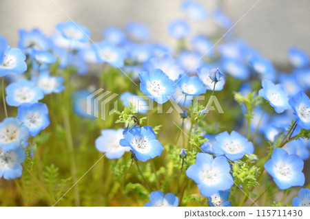 Nemophila花 Nemophila花 115711430