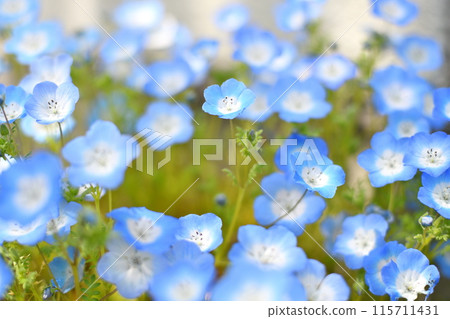 Nemophila花 Nemophila花 115711431