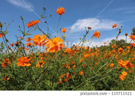 彷彿漂浮在藍天上的橙色秋季櫻花田 - 2 彷彿漂浮在藍天上的橙色秋季櫻花田 - 2 115711521
