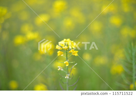 強姦開花 115711522