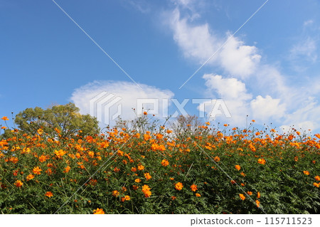 Orange cosmos fields that look like they're floating in the blue sky - Part 3 Orange cosmos fields that look like they're floating in the blue sky - Part 3 115711523