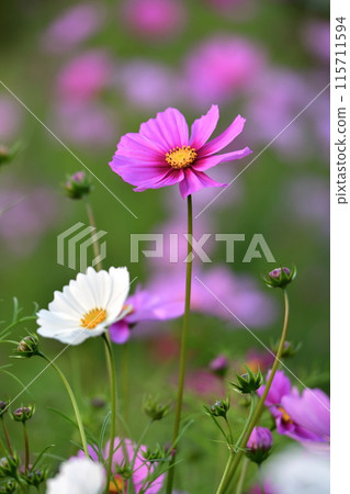 波斯菊花 115711594