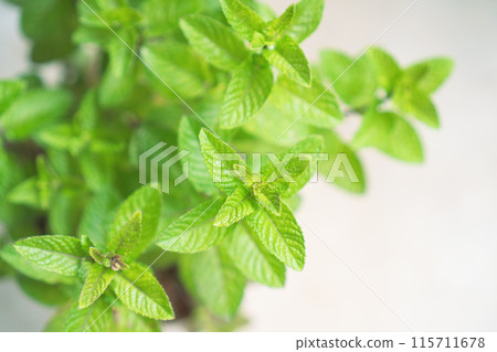 淺綠薄荷_2 淺綠薄荷_2 115711678