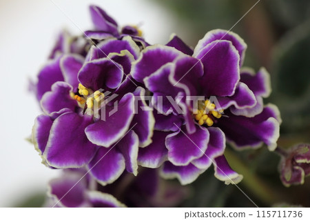 Purple flowers of Saintpaulia 115711736