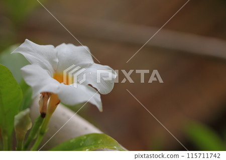 White Mandevilla flowers and raindrops 115711742