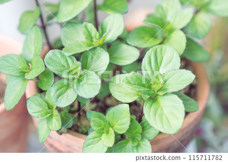 Round mint leaves 115711782